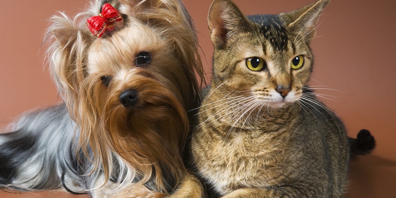 Probiotics for Cats and Dogs: Uncovering the Health Benefits