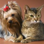 Probiotics for Cats and Dogs: Uncovering the Health Benefits