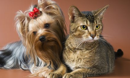 Probiotics for Cats and Dogs: Uncovering the Health Benefits