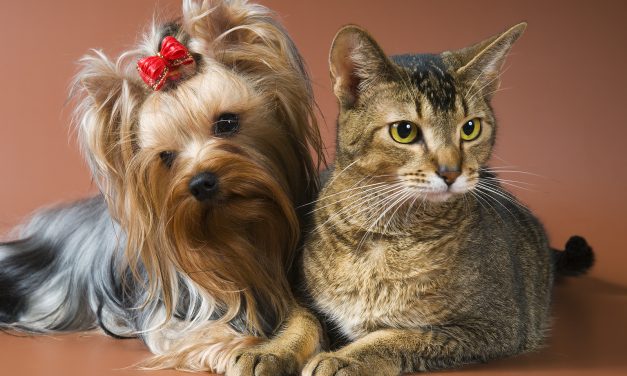 Probiotics for Cats and Dogs: Uncovering the Health Benefits