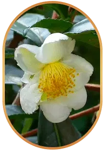 Camellia Sinensis 1